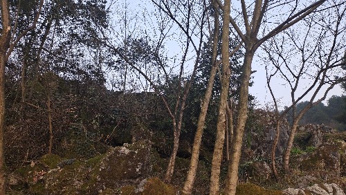 IMG_20210212_185221.jpg